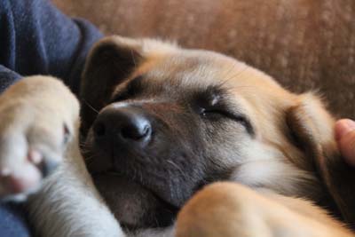 Sleepy Puppy